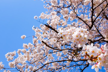 山梨県 勝沼ぶどう郷の甚六桜