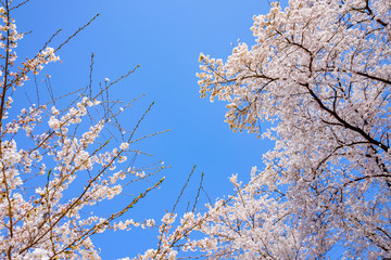 山梨県 勝沼ぶどう郷の甚六桜