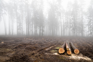  A forest in fog, a mysterious forest