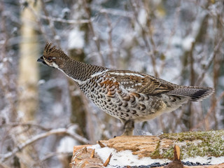  Grouse