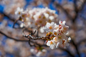 山梨県 勝沼ぶどう郷の甚六桜