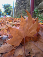 closeup on autumn leaves on the ground at daylight