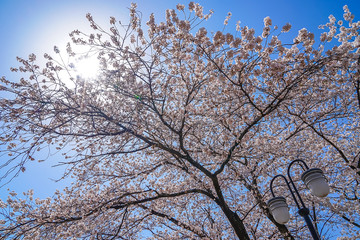 山梨県 勝沼ぶどう郷の甚六桜