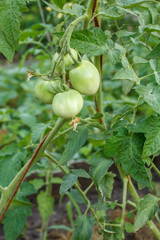 Unripe green tomatoes growing on bush in the garden