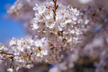 山梨県 勝沼ぶどう郷の甚六桜
