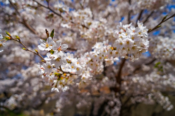 山梨県 勝沼ぶどう郷の甚六桜