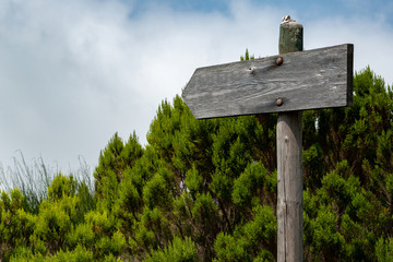 Pointer made of wood in the form of an arrow on a background of green wood and blue sky. The pointer is fixed to a column, and there is no label on the pointer.