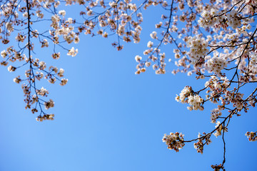 山梨県 勝沼ぶどう郷の甚六桜