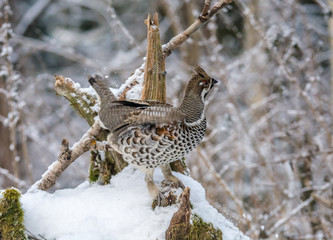  Grouse