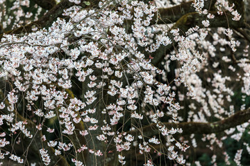 白い枝垂桜