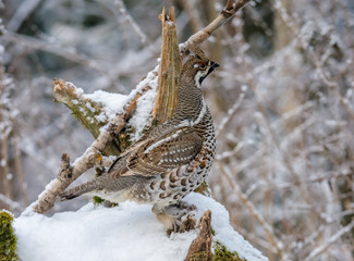  Grouse