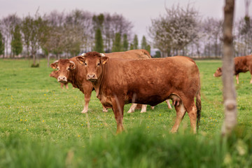 Naklejka na ściany i meble Brown cows graze on a field in Normandy France