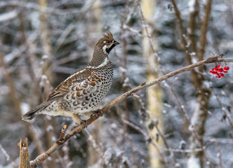  Grouse