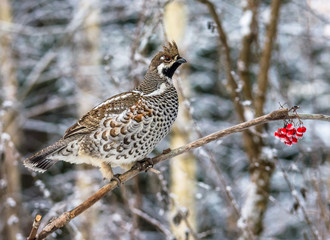  Grouse