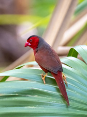 Australia Birds and animals