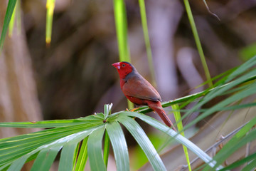Australia Birds and animals