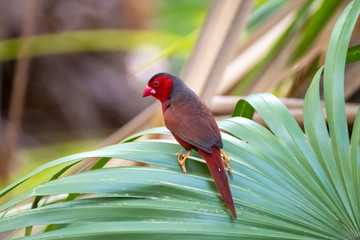 Australia Birds and animals