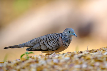 Australia Birds and animals