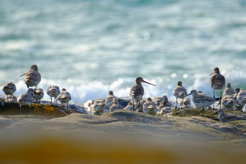 Obraz premium Australia Birds and animals