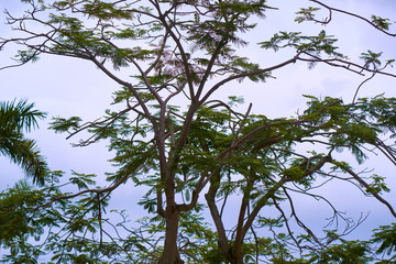 Tropical tree in front of evening sky. Abstract nature background.