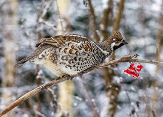  Grouse