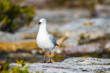 Australia Birds and animals