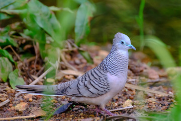 Australia Birds and animals