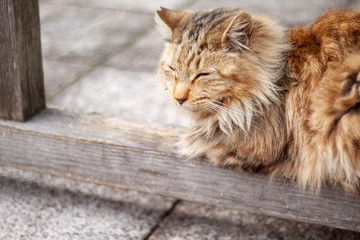 寺門の前で昼寝する猫