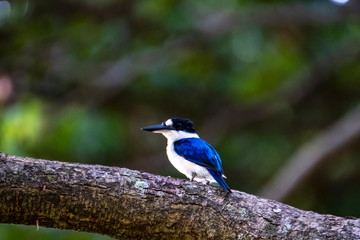 Australia Birds and animals