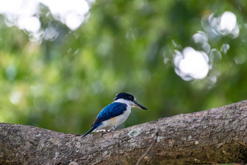 Australia Birds and animals