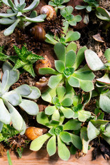 Succulent plants arrangement with sea shells and wooden pieces.