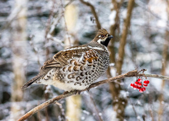  Grouse