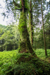 Obraz premium Wielkie drzewo w Alishan National Park na Tajwanie