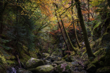 Gorge rocheuse dans la forêt d& 39 automne. Scène de nature tranquille avec humeur atmosphérique. Beau paysage boisé dans les Highlands écossais.