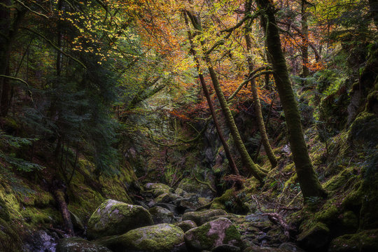 Rocky gorge in autumn forest.Tranquil nature scene with atmospheric mood.Beautiful woodland landscape in Scottish Highlands.