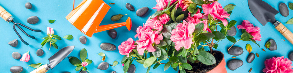 Home gardening flatlay, greenhouse concept. Indoor flower garden, Small plant pots with gardening tools. Above, creative flat lay pattern on turquoise, aquamarine backdrop