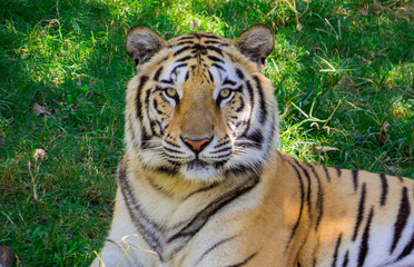 Fototapeta na wymiar Bengal tiger portrait in the nature