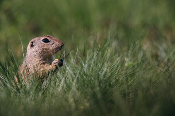Ground squirrel in summer hiding in the garden. 