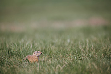 Ground squirrel in summer hiding in the garden. 