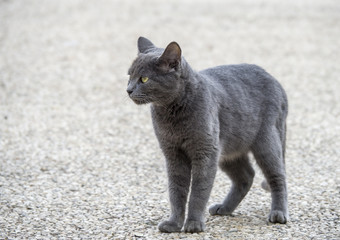 Cat, wild found on the street of Jerusalem, Jsrael
