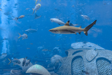 Obraz na płótnie Canvas Reef shark near Atlantis city of Sanya on Hainan Island, China.