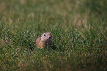 Ground squirrel in summer hiding in the garden. 