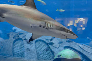Reef shark near Atlantis city of Sanya on Hainan Island, China.