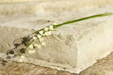 Lily of the valley in the sunlight on a concrete pedestal. Spring flower, mayflower