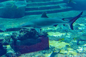 Reef shark near Atlantis city of Sanya on Hainan Island, China.