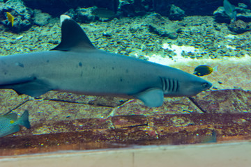 Reef shark near Atlantis city of Sanya on Hainan Island, China.