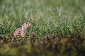 Naklejka na ściany i meble Ground squirrel in summer hiding in the garden. 