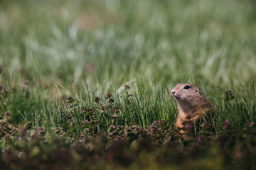 Naklejka na ściany i meble Ground squirrel in summer hiding in the garden. 