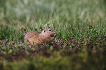 Ground squirrel in summer hiding in the garden. 