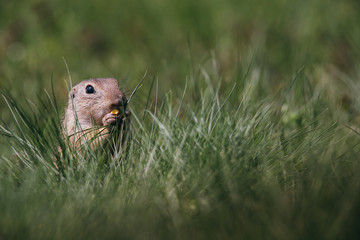 Ground squirrel in summer hiding in the garden. 